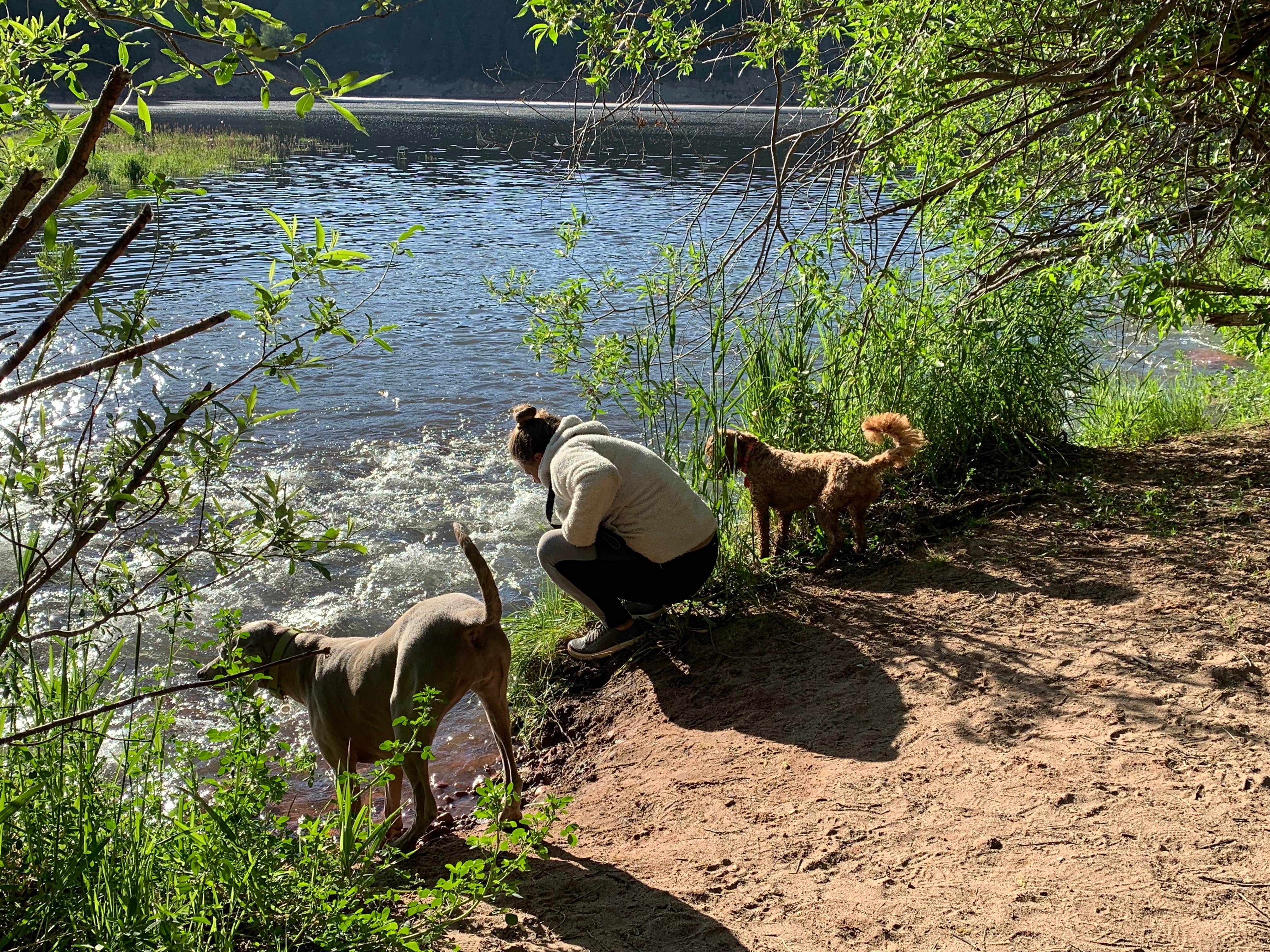 Kate R.'s photo of camping with pets at Mollie B_white River near Aspen, CO