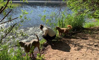 Kate R.'s photo of camping with pets at Mollie B_white River near White River National Forest