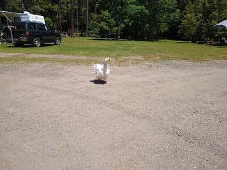 Becca U.'s photo of rv camping at Moyers Grove Campground near Danville, PA