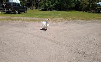 Becca U.'s photo of rv camping at Moyers Grove Campground near Allenwood, PA