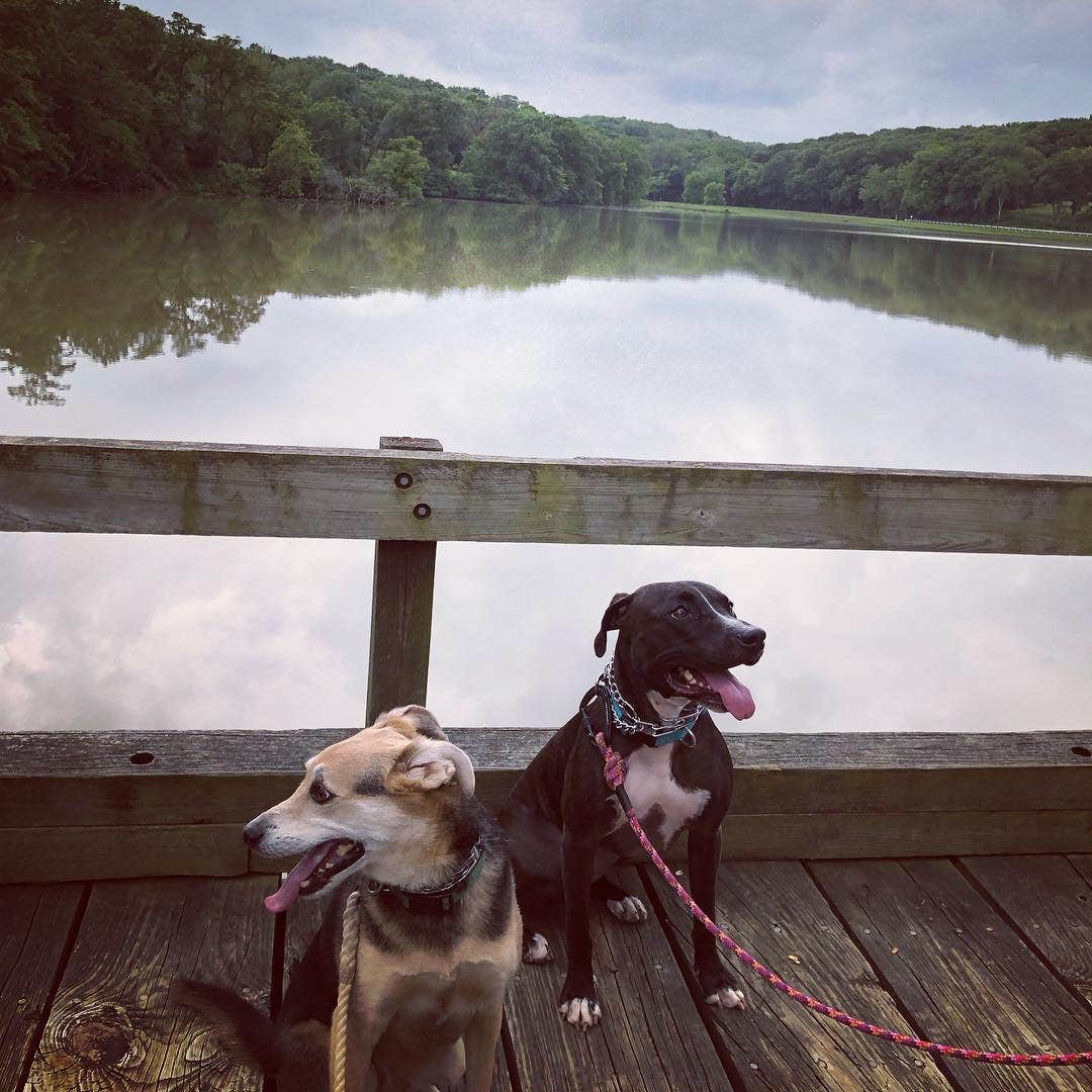 Meaghan S.'s photo of camping with pets at Crowder State Park Campground near Jamesport, MO