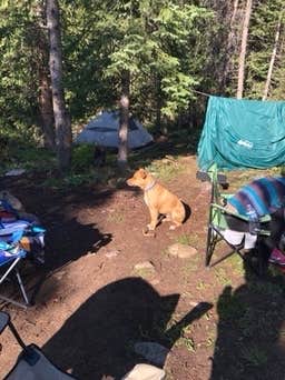 Camper-submitted photo at Peru Creek Designated Dispersed Camping near Silver Plume, CO