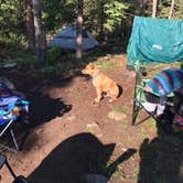 Review photo of Peru Creek Designated Dispersed Camping by Megan Q., June 16, 2020