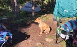 Megan Q.'s photo of tent camping at Peru Creek Designated Dispersed Camping near Grant, CO