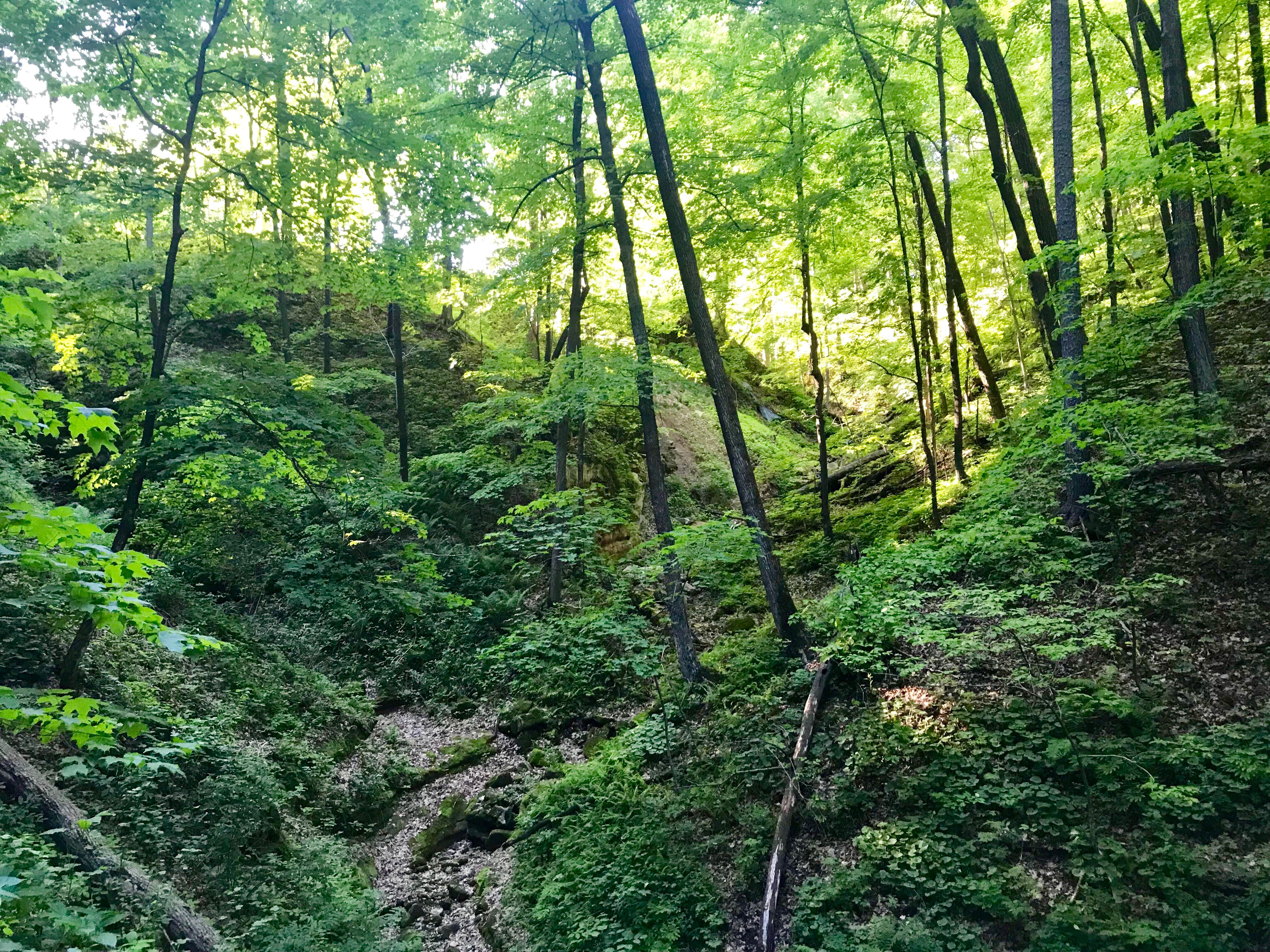 Camper-submitted photo at Reno Horse Campground — R.J.D. Memorial Hardwood State Forest near Newton, WI