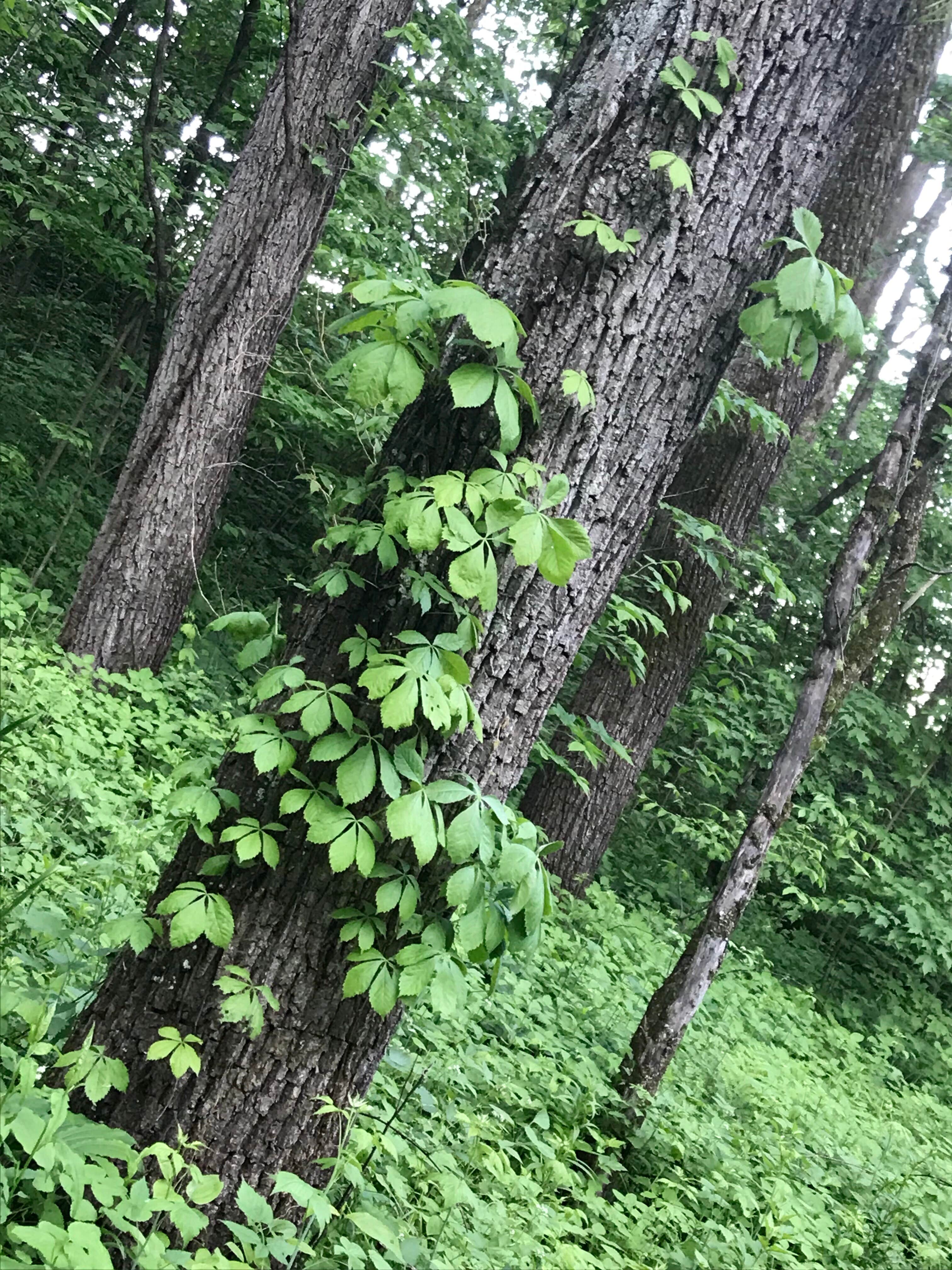 Camper-submitted photo at Reno Horse Campground — R.J.D. Memorial Hardwood State Forest near Newton, WI