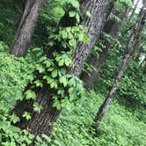 Review photo of Reno Horse Campground — R.J.D. Memorial Hardwood State Forest by Joanna B., June 16, 2020