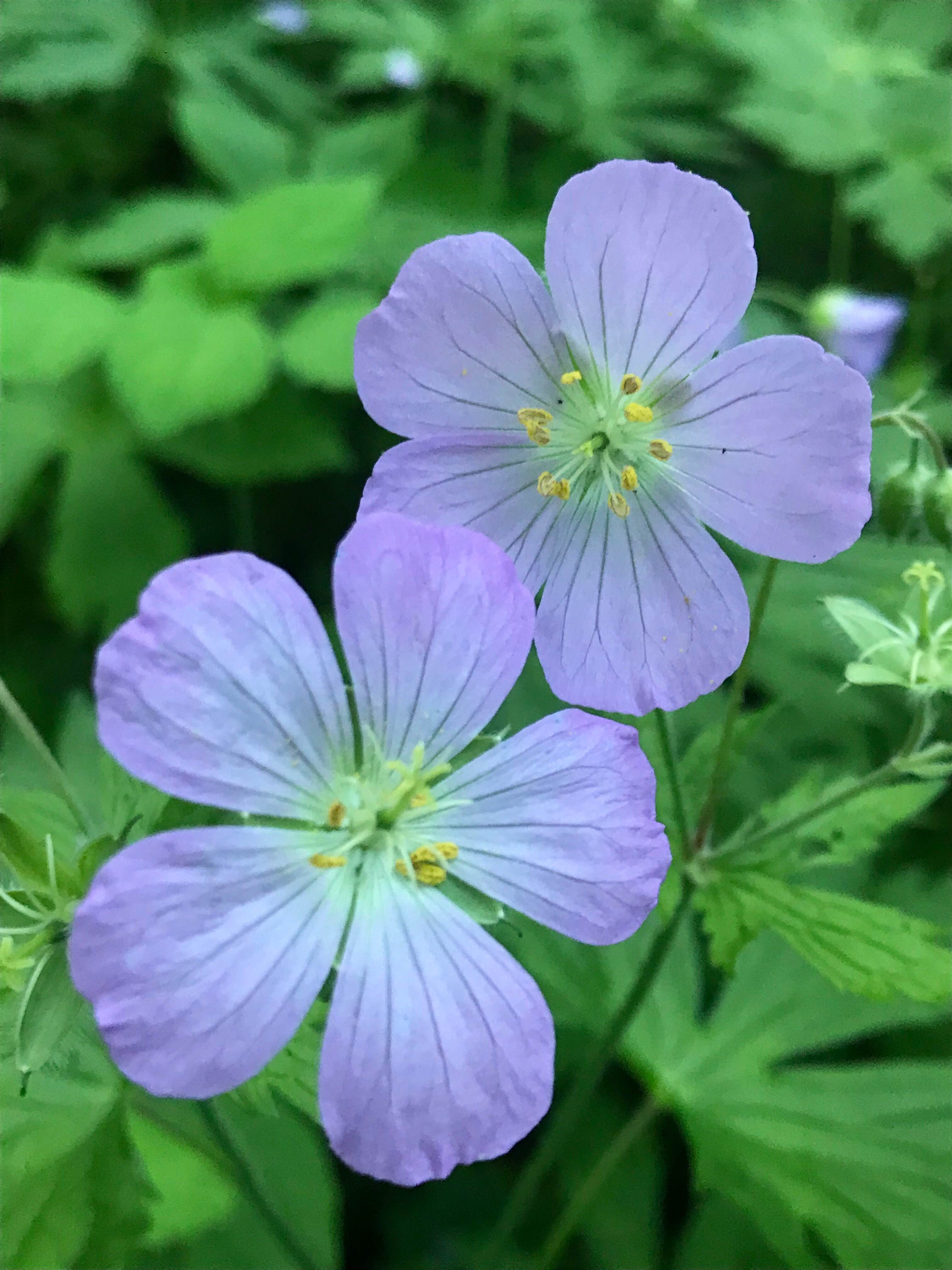 Camper-submitted photo at Reno Horse Campground — R.J.D. Memorial Hardwood State Forest near Newton, WI