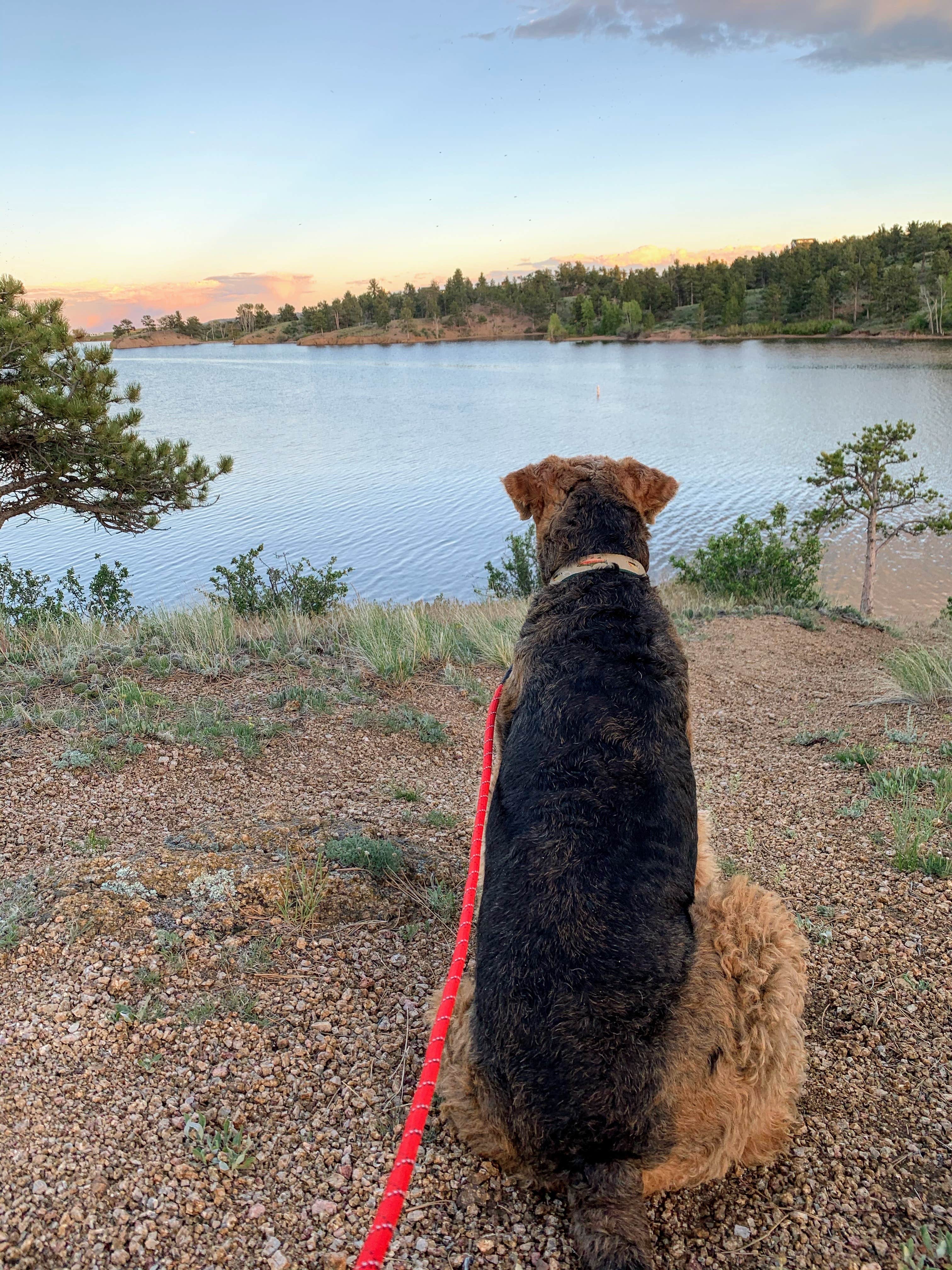 Elizabeth A.'s photo of camping with pets at Curt Gowdy State Park Campground near Laramie, WY