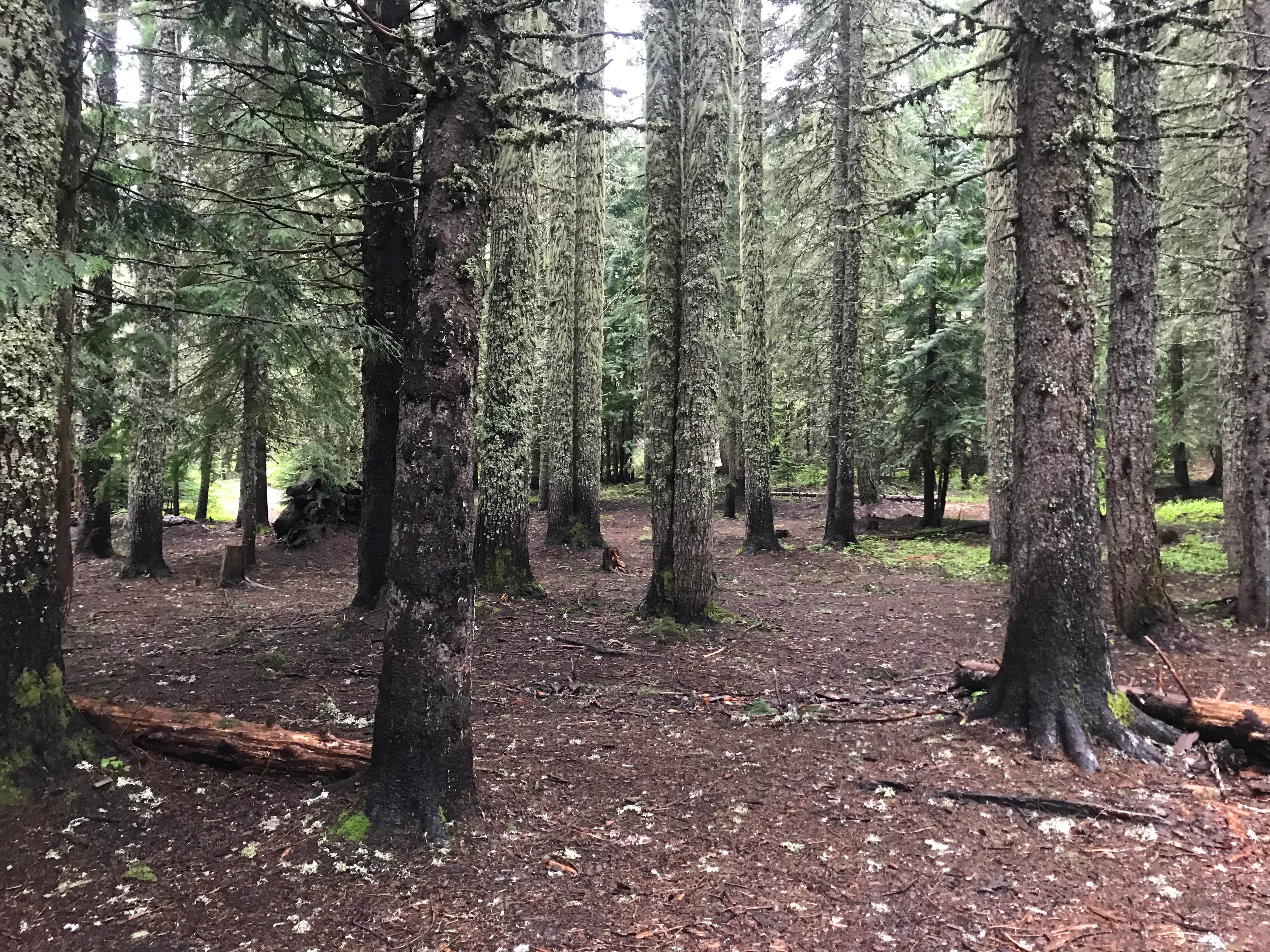 Camping near Snow Bunny Snow Park: Devils Half Acre Campground, Government Camp, Oregon