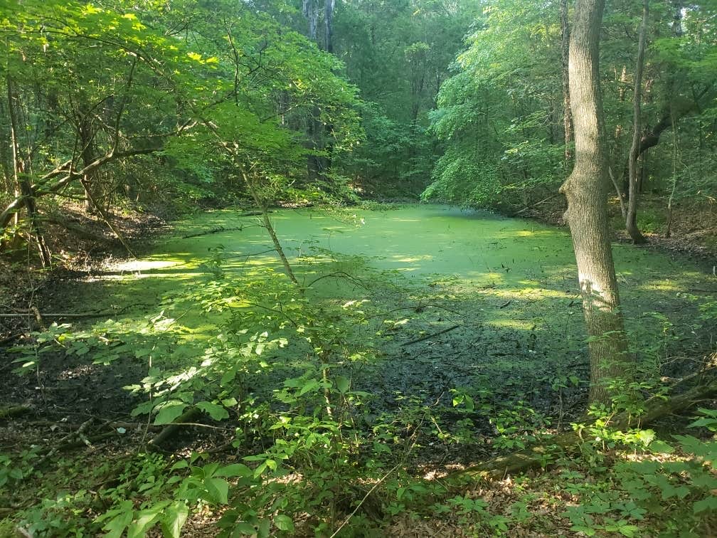 Camper submitted image from Dixon Springs State Park Campground - 5