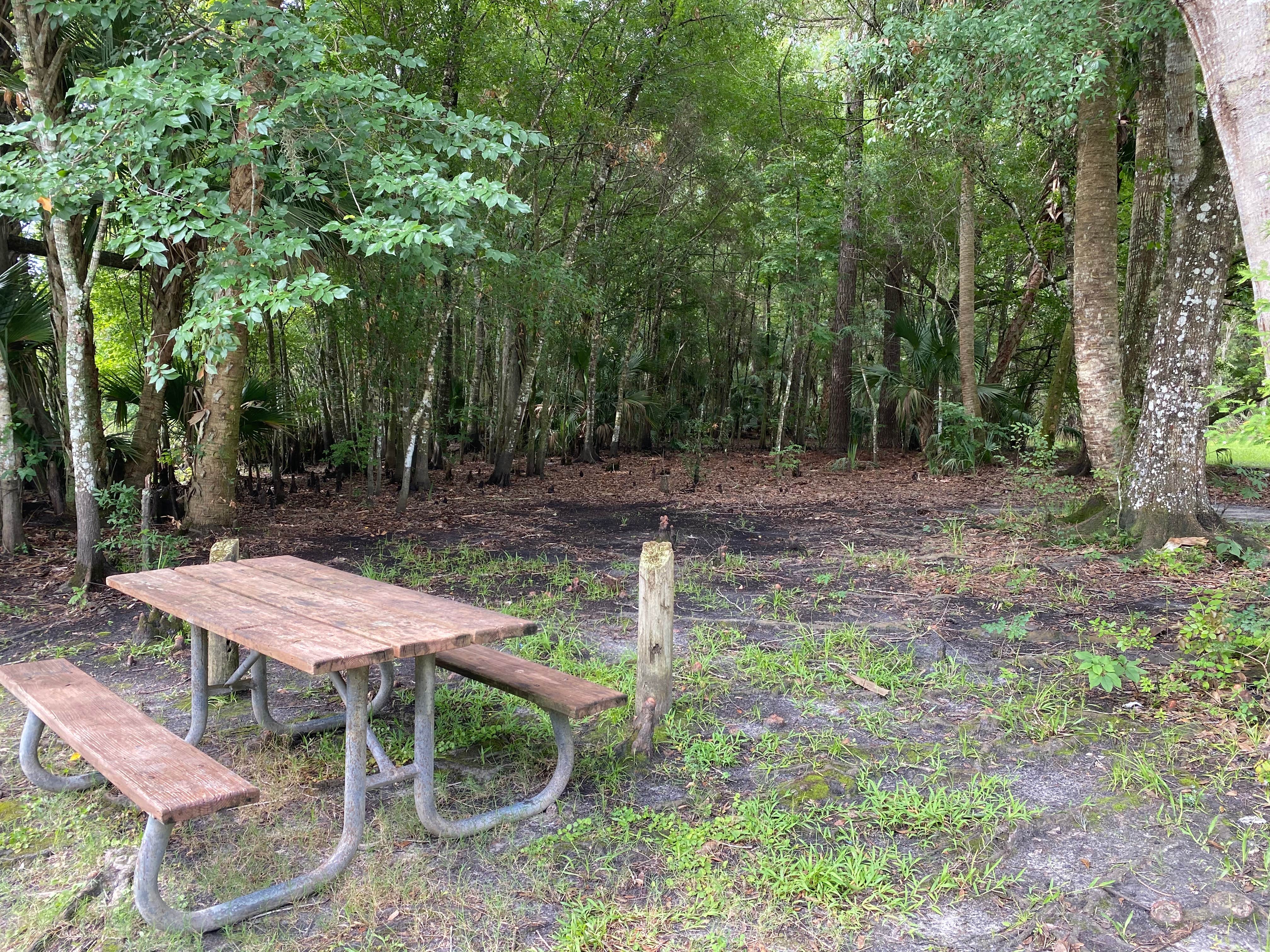 Camper-submitted photo at Potts Preserve - River Primitive Campground (North Hooty Point Road) near Inverness, FL