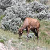 Review photo of Yellowstone Edge RV Park by Joel R., July 20, 2019