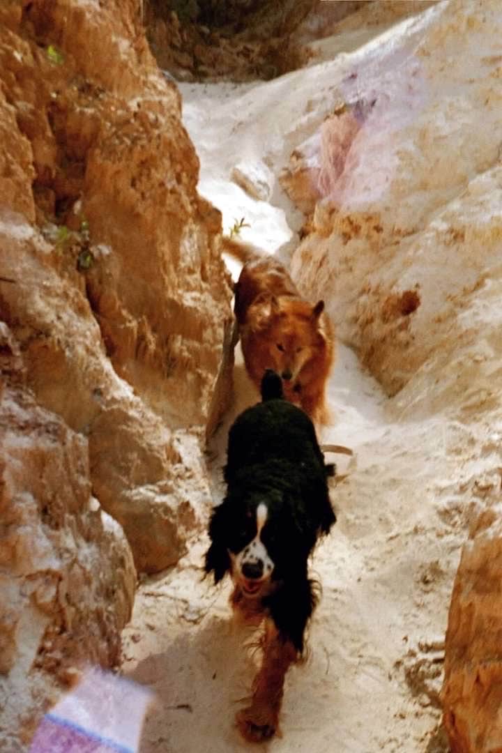 Joel R.'s photo of camping with pets at Providence Canyon State Park Campground near Abbeville, AL