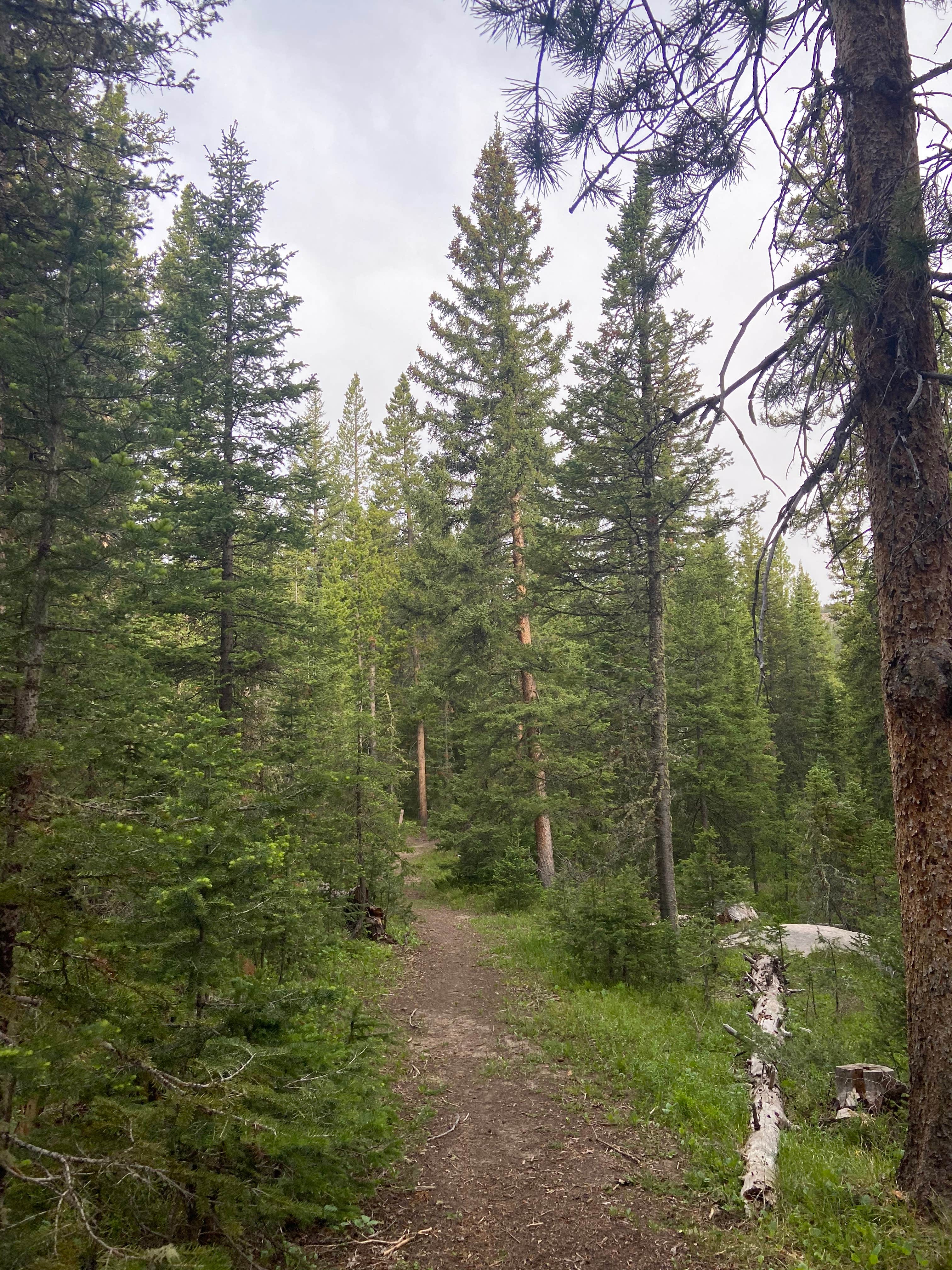 Camper submitted image from Campbell Creek Campground — Medicine Bow Routt N Fs & Thunder Basin Ng - 3