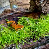 Review photo of Penitentiary Glen Reservation Campsite by Jillian E., June 17, 2020