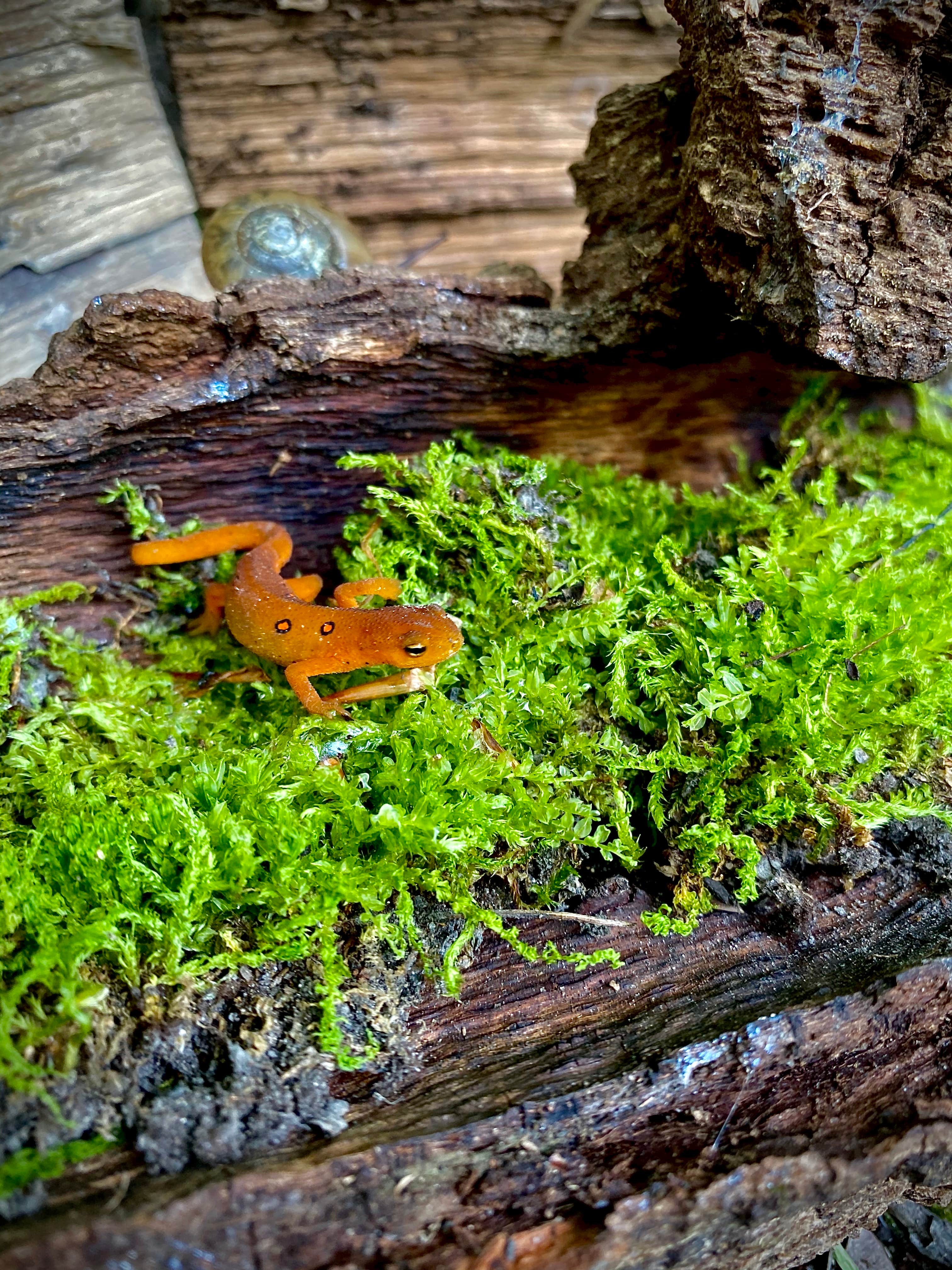 Camper submitted image from Penitentiary Glen Reservation Campsite - 5