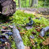 Review photo of Penitentiary Glen Reservation Campsite by Jillian E., June 17, 2020