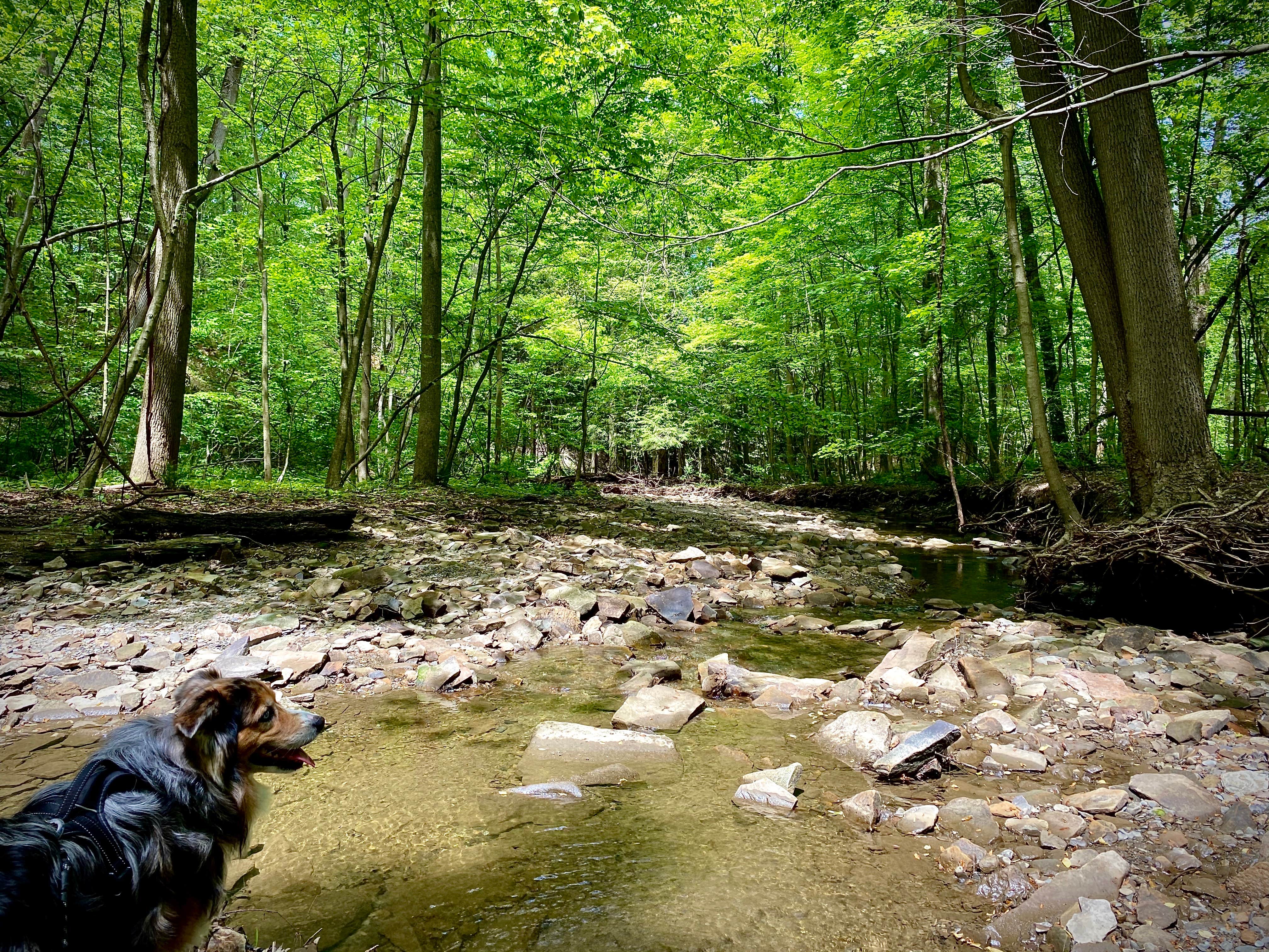 Jillian E.'s photo of camping with pets at Penitentiary Glen Reservation Campsite near Geneva-on-the-Lake, OH