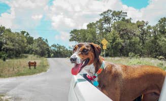 Amanda + Will's photo of camping with pets at Guadalupe River RV Park and Campgrounds near Canyon Lake