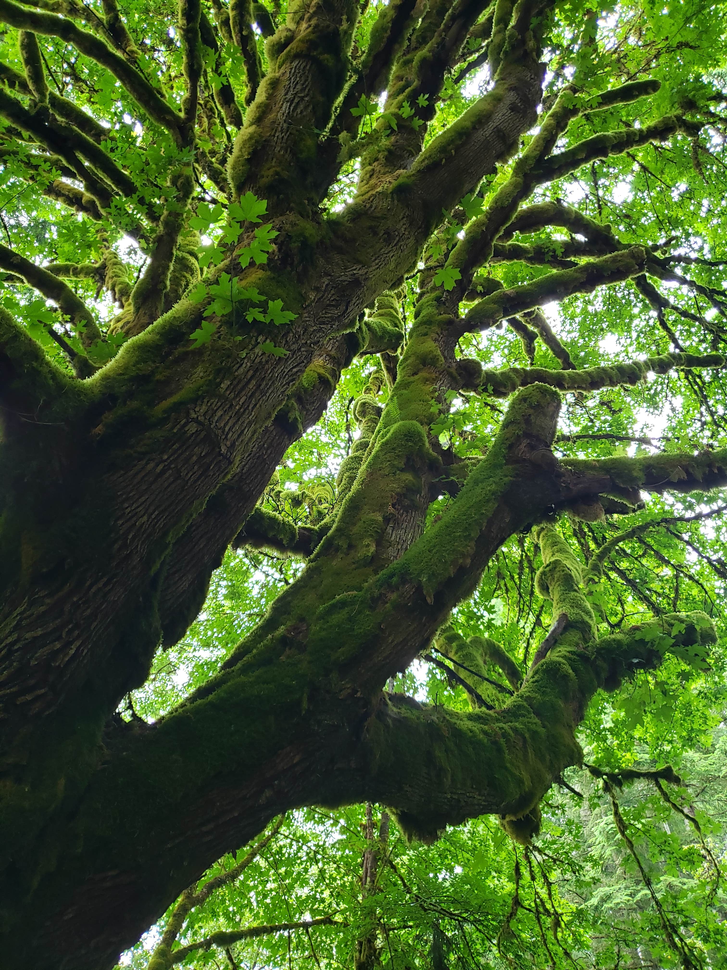 Camper-submitted photo at Elkamp Eastcreek near Orting, WA
