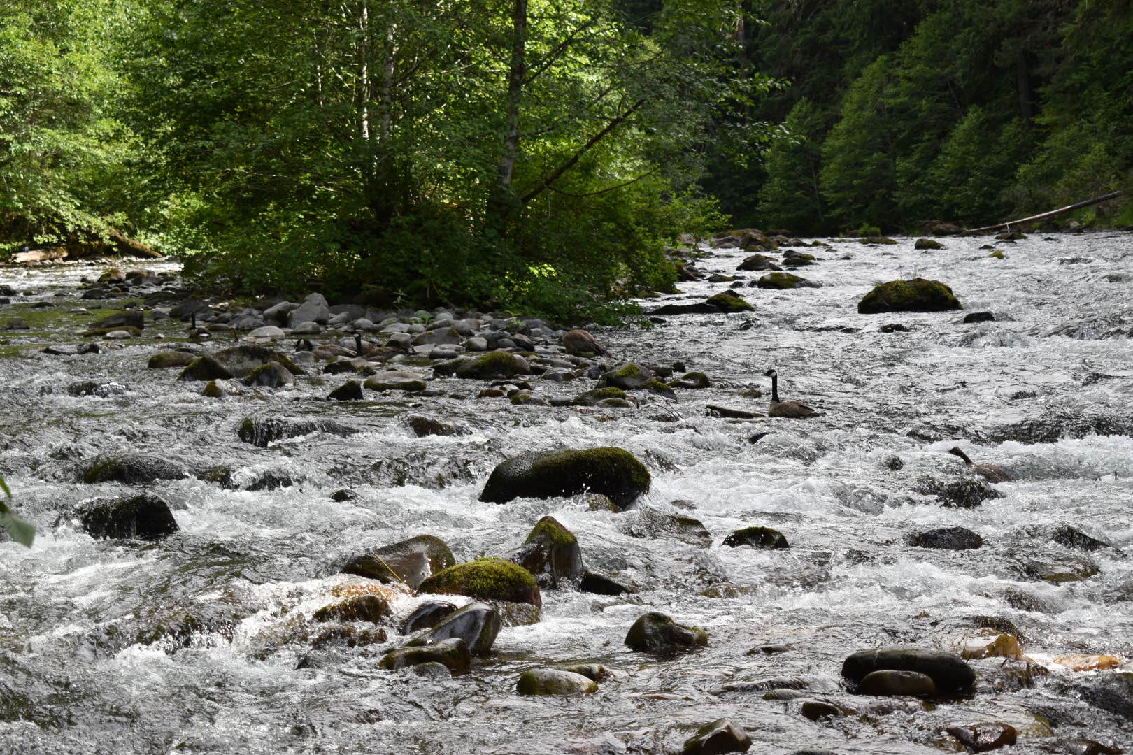 Camper-submitted photo at Riverside at Detroit Campground near Idanha, OR