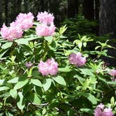 Review photo of Hideaway Lake Campground - Mt. Hood National Forest by Pat S., June 17, 2020