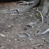 Review photo of Hideaway Lake Campground - Mt. Hood National Forest by Pat S., June 17, 2020