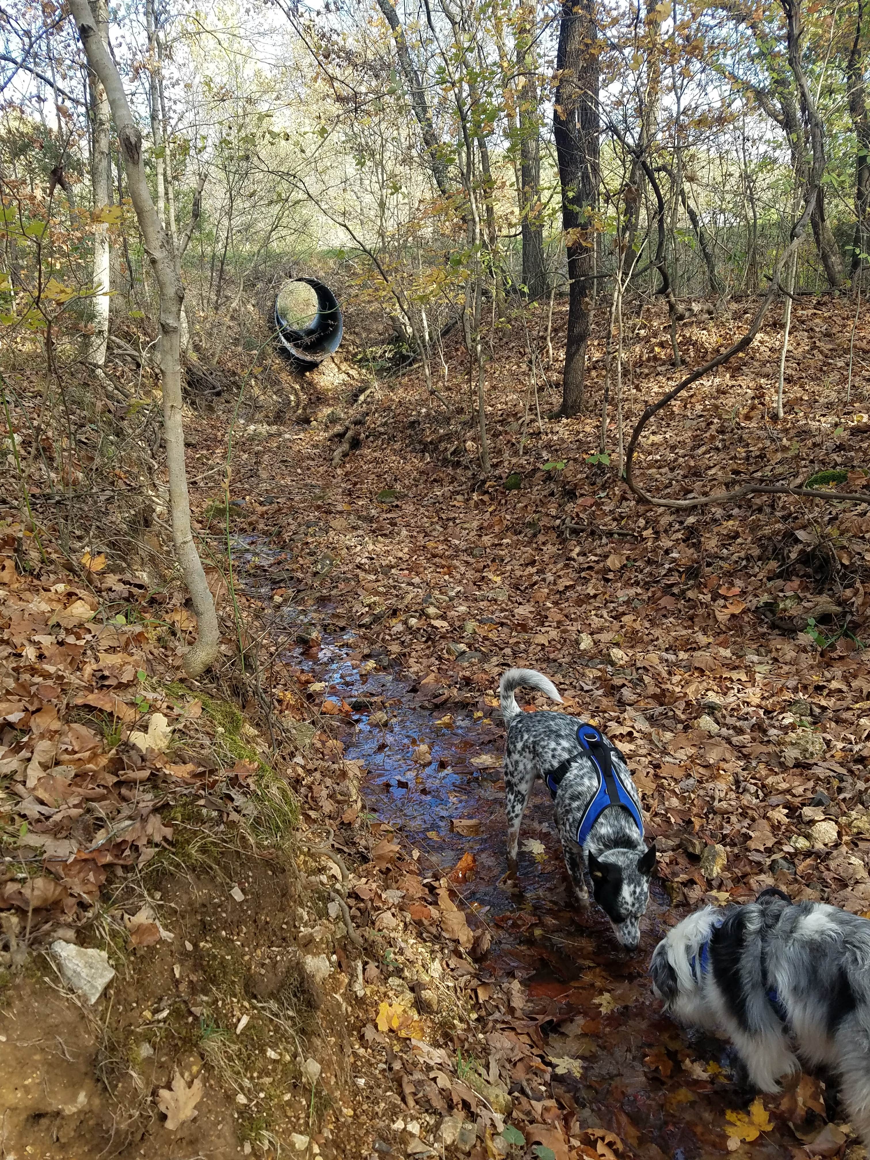 Staci R.'s photo of camping with pets at Brazil Creek near Stanton, MO