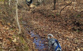 Staci R.'s photo of camping with pets at Brazil Creek near Wappapello Lake