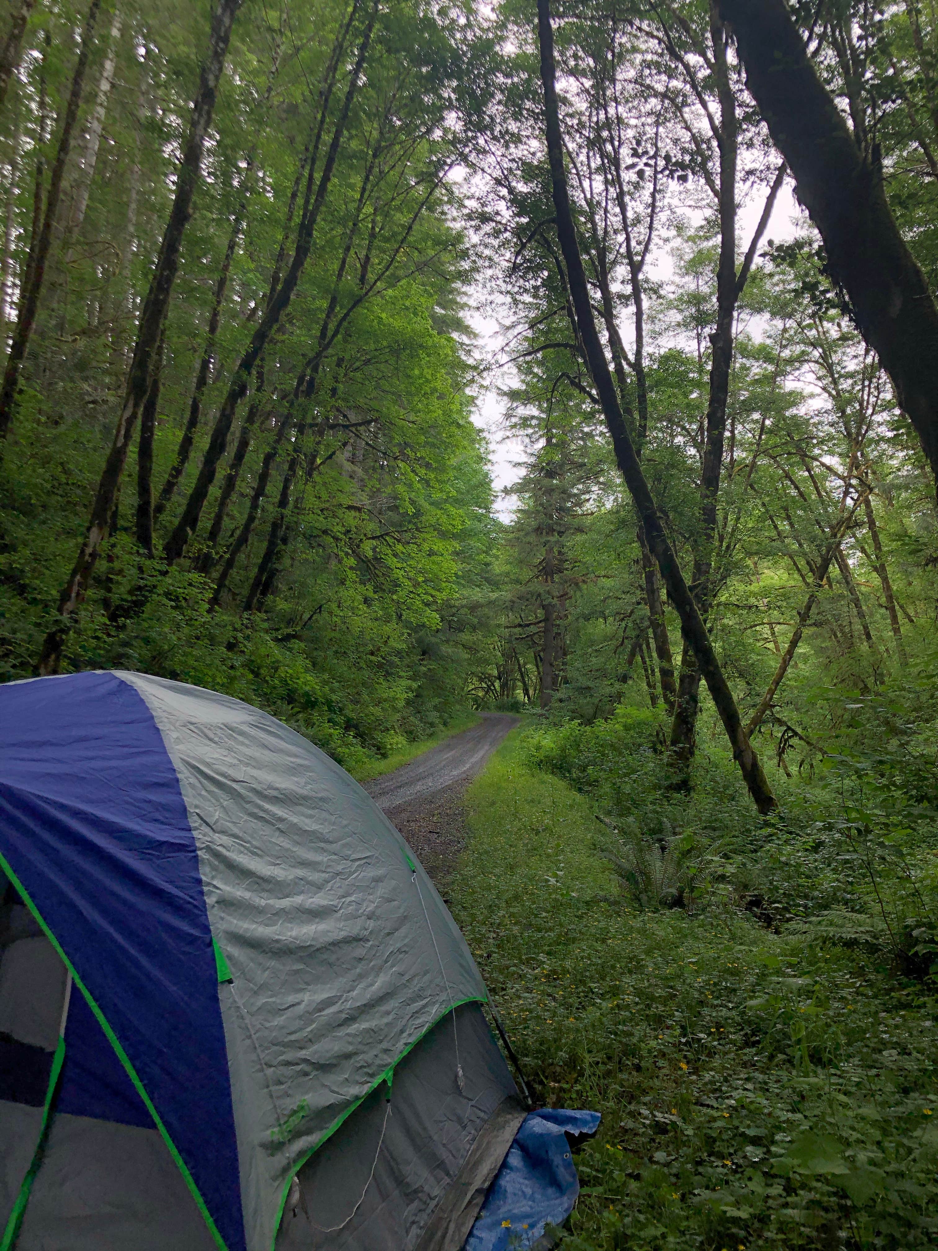 Lauren B.'s photo at Elliott State Forest Dispersed near Siuslaw National Forest