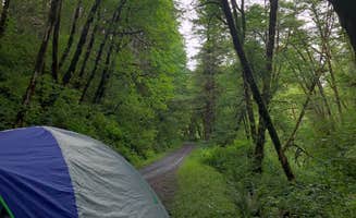 Lauren B.'s photo of tent camping at Elliott State Forest Dispersed near Langlois, OR
