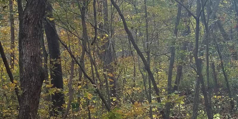 Camper submitted image from Brazil Creek