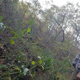 Review photo of Brazil Creek by Staci R., October 24, 2017