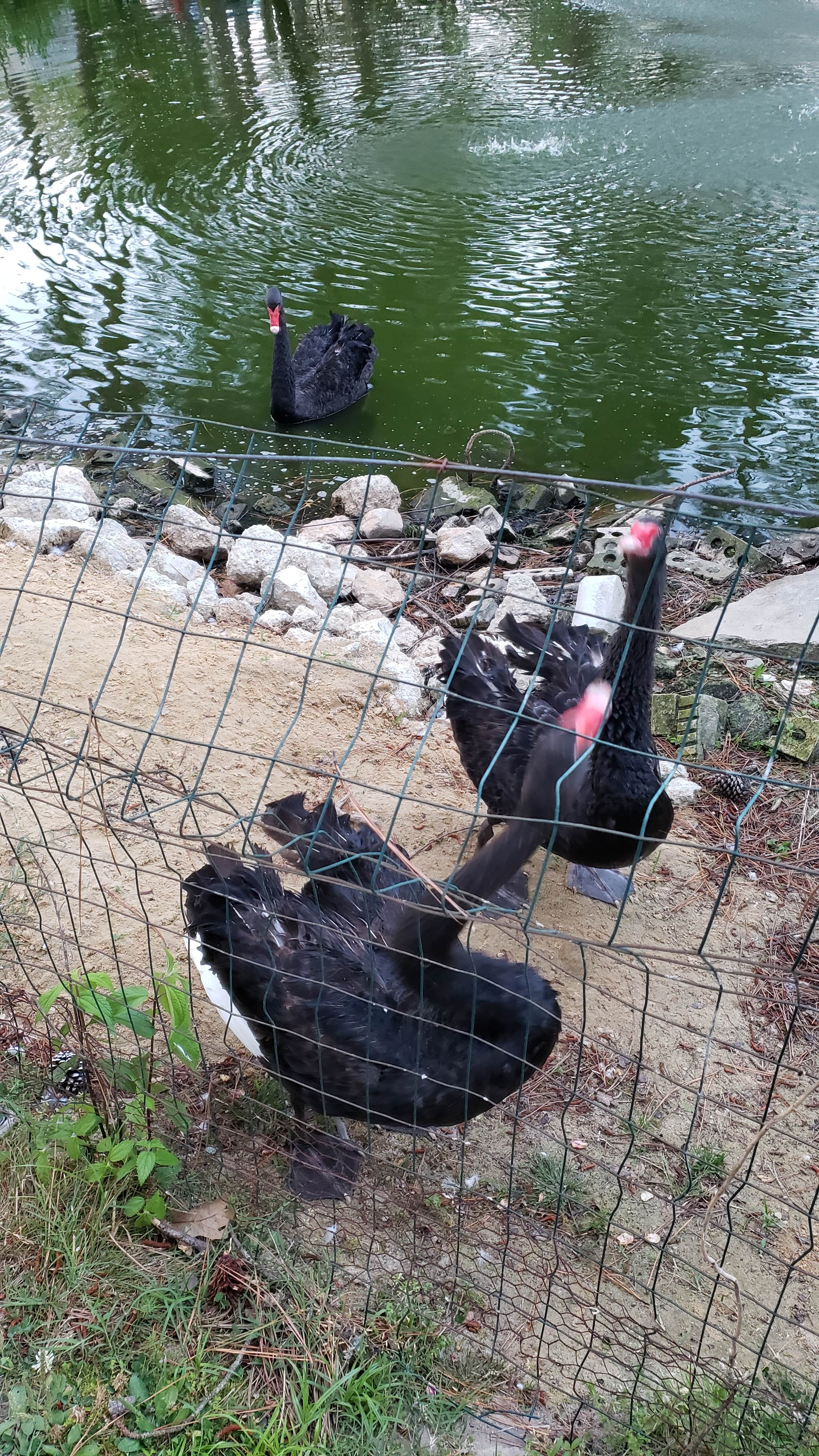 Camper-submitted photo at Pine Grove Campground near Assateague Island National Seashore