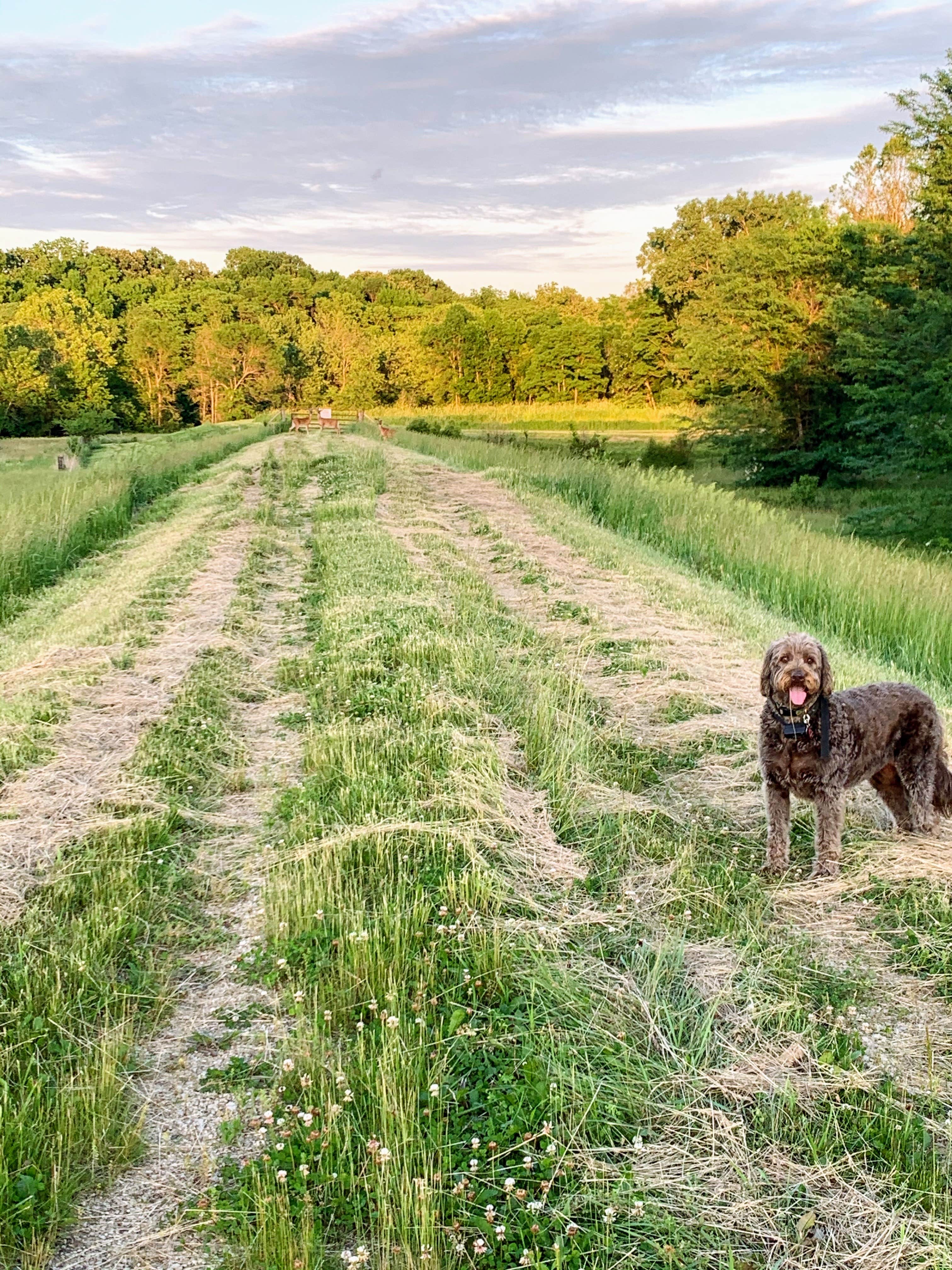 Elizabeth A.'s photo of camping with pets at Bob Shelter Recreation Area & Campground near Guthrie Center, IA