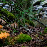 Review photo of Little River State Park Campground by Tara S., October 25, 2017
