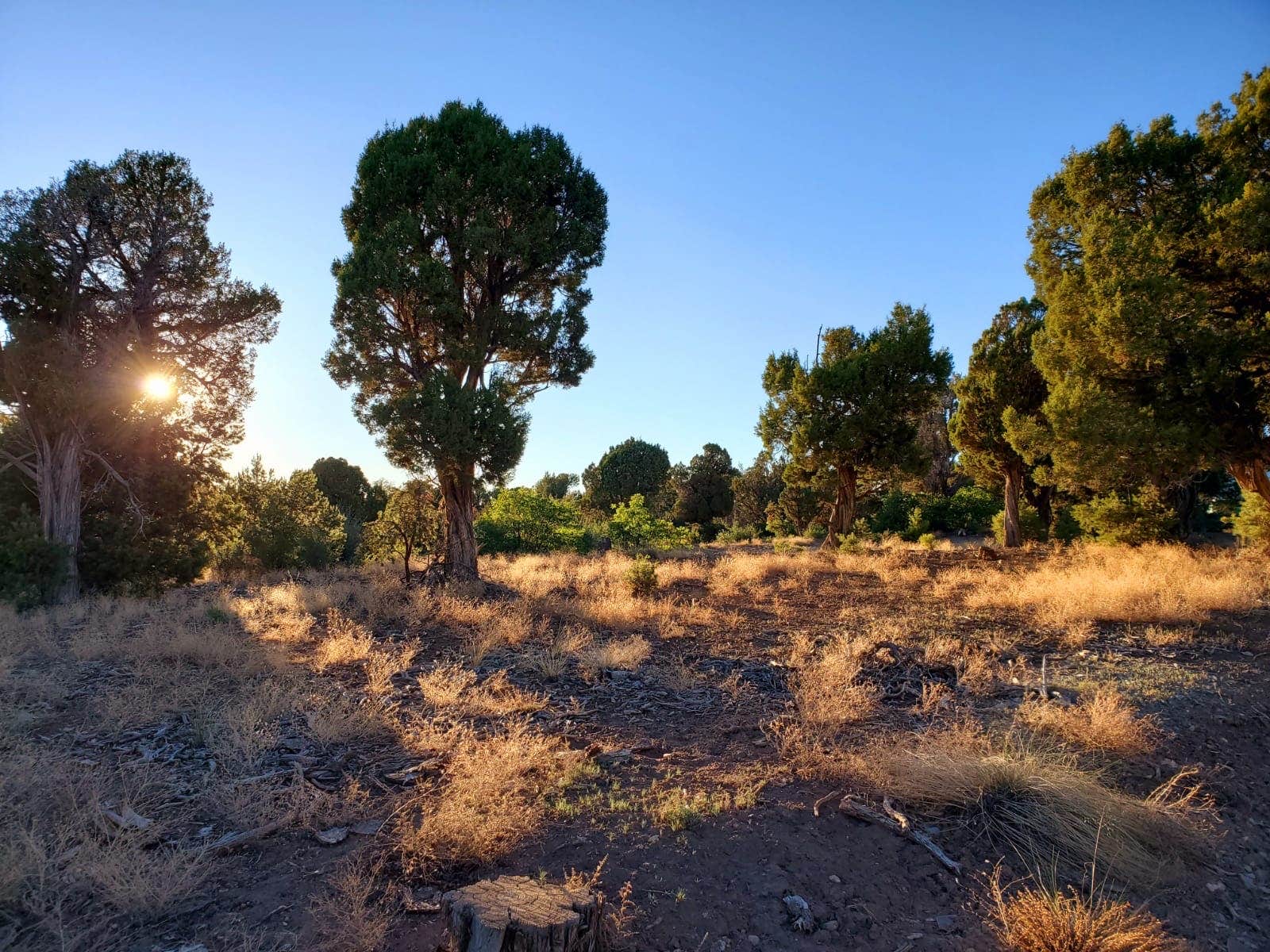 Camper submitted image from BLM across from Mesa Verde - 3