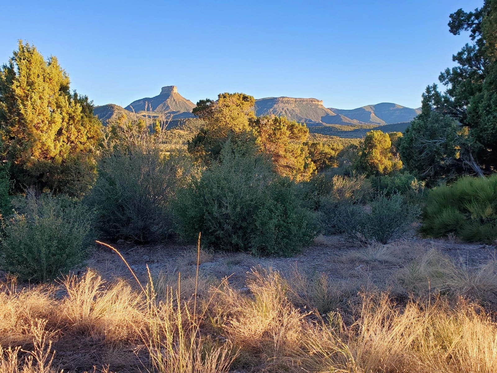 Camper submitted image from BLM across from Mesa Verde - 2