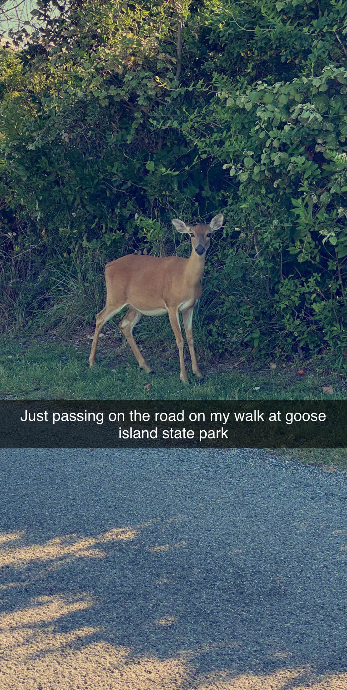 The deer sure were not afraid of me