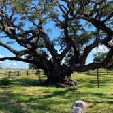 Review photo of Goose Island State Park Campground by Deborah C., June 18, 2020