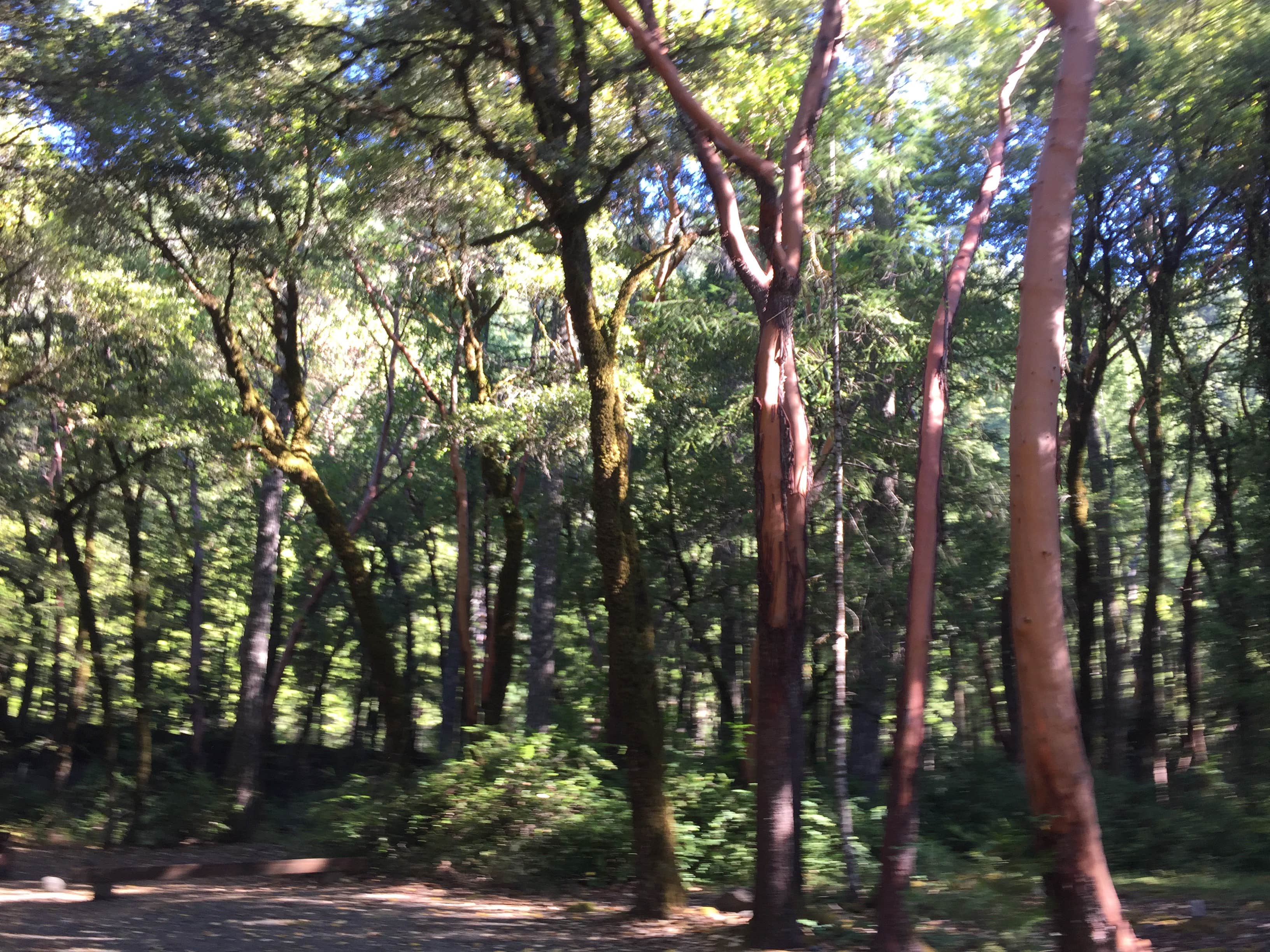 Camping near Patrick Creek Campground: Grassy Flat Campground, Gasquet, California