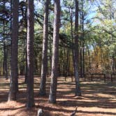 Review photo of Berryman Trail & Campgrounds - Mark Twain National Forest by Shelly S., October 26, 2017