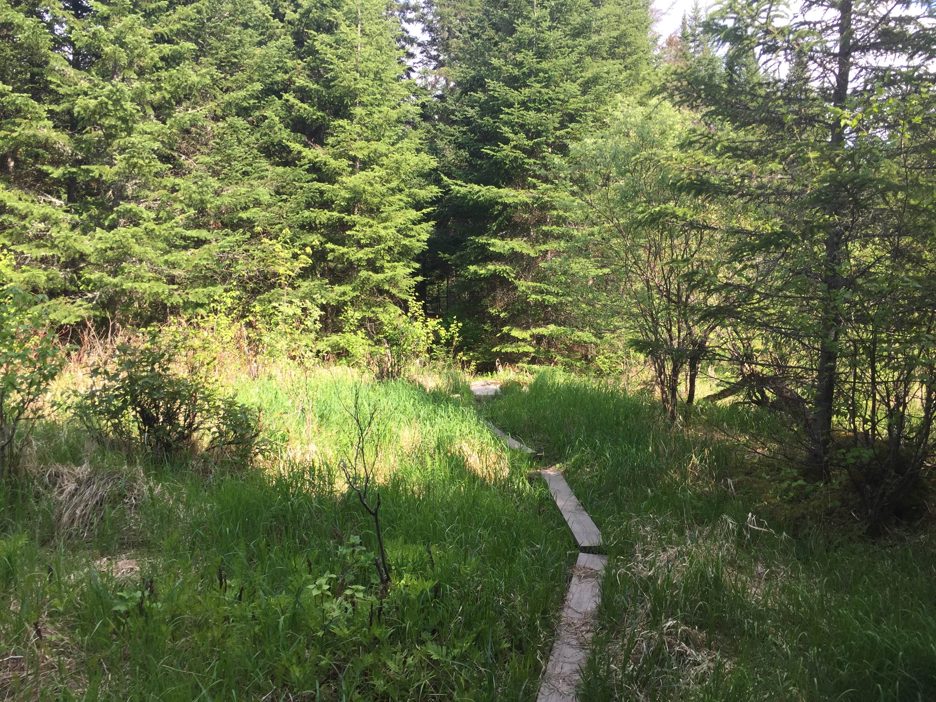 Camper submitted image from Wilgus State Park Campground - 4