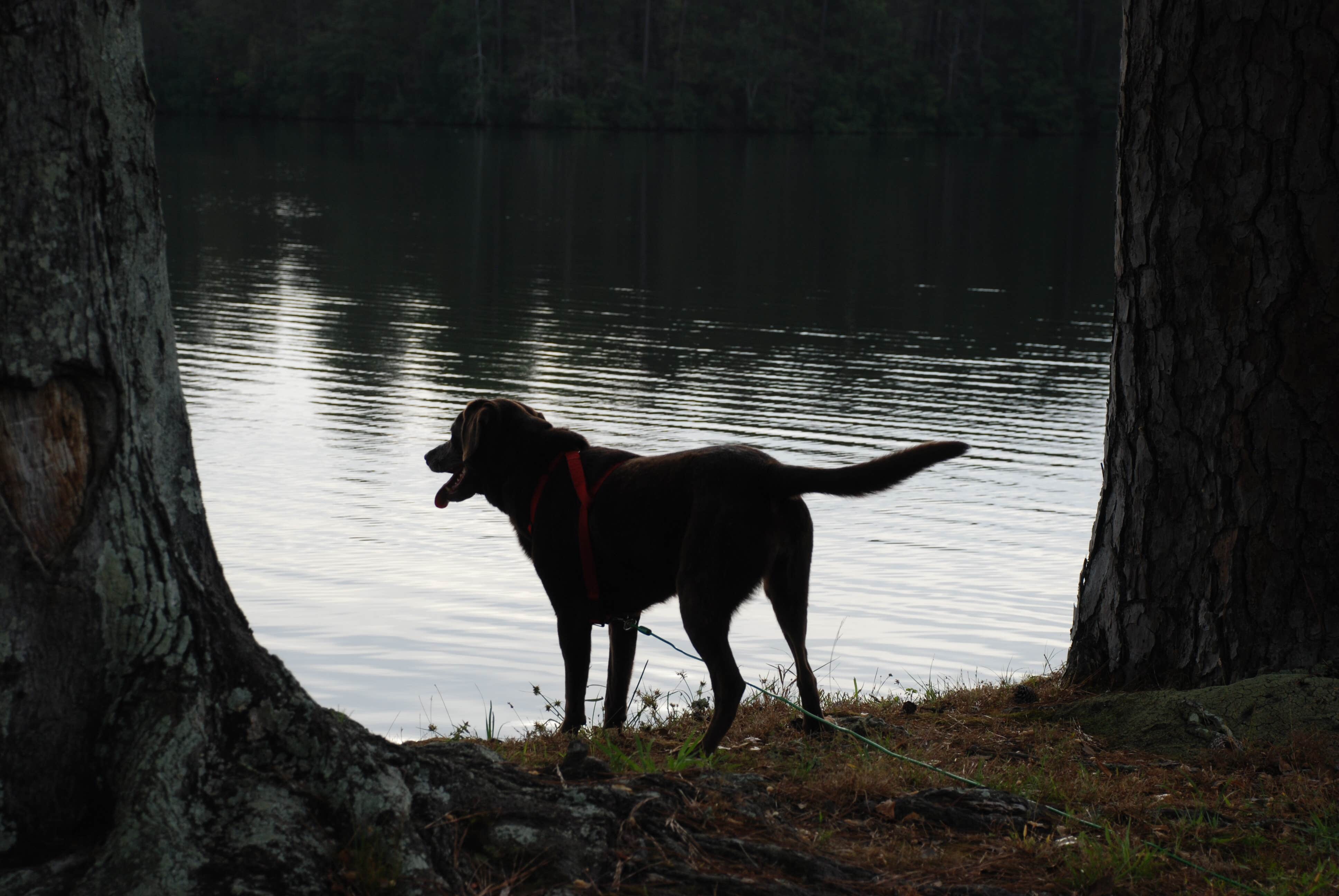 Ashley S.'s photo of camping with pets at Paul B. Johnson State Park Campground near Richton, MS