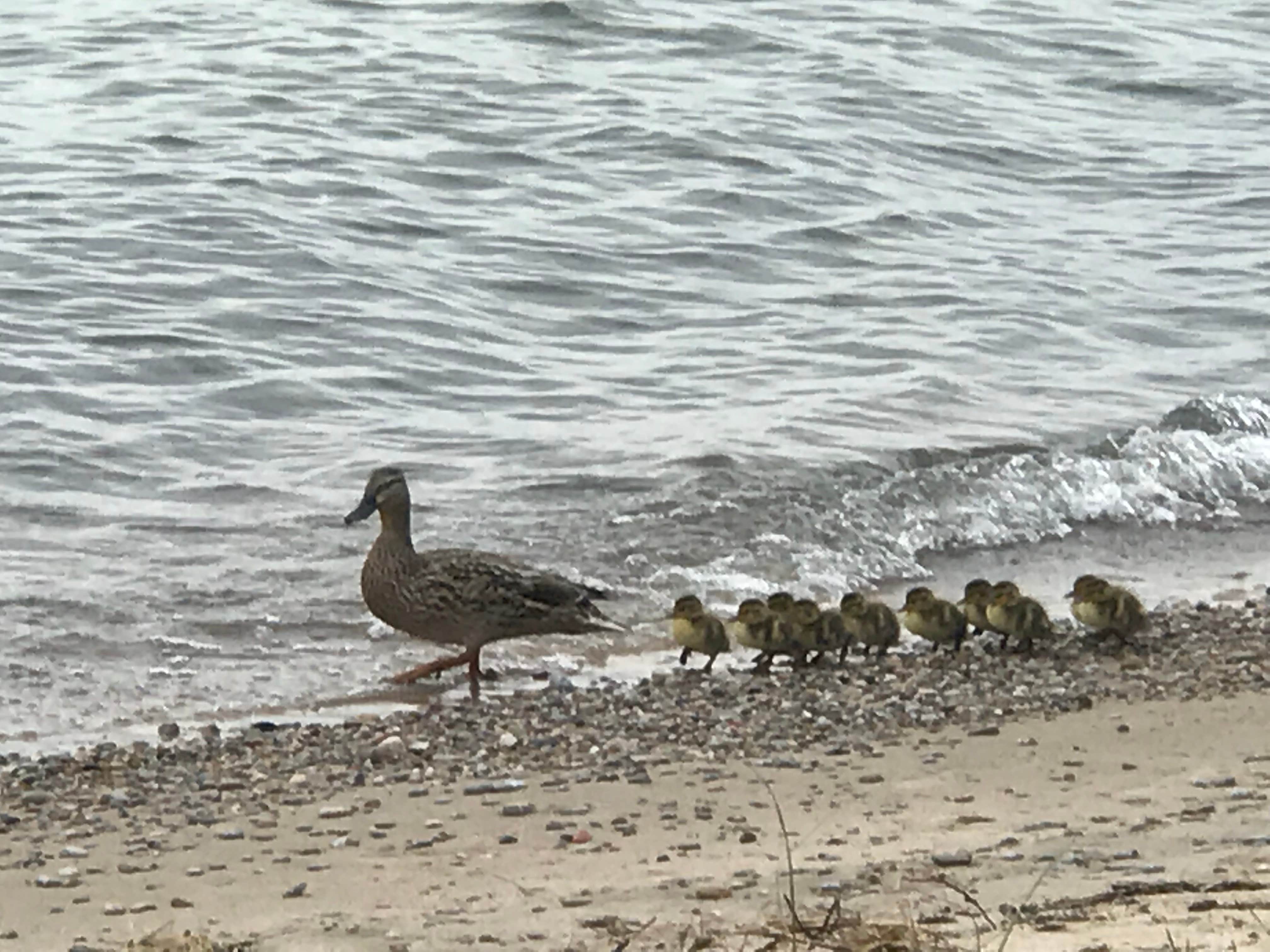 Harrisville State Park Campground