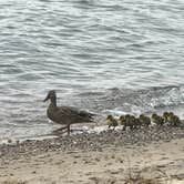 Review photo of Harrisville State Park Campground by Kathie M., June 19, 2020