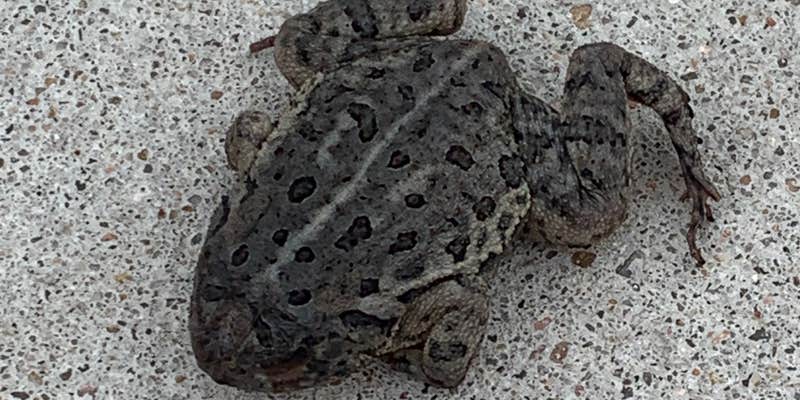 Camper submitted image from Legion Memorial Park