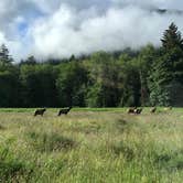 Review photo of North Fork Campground - Olympic National Park by Zach A., June 20, 2020