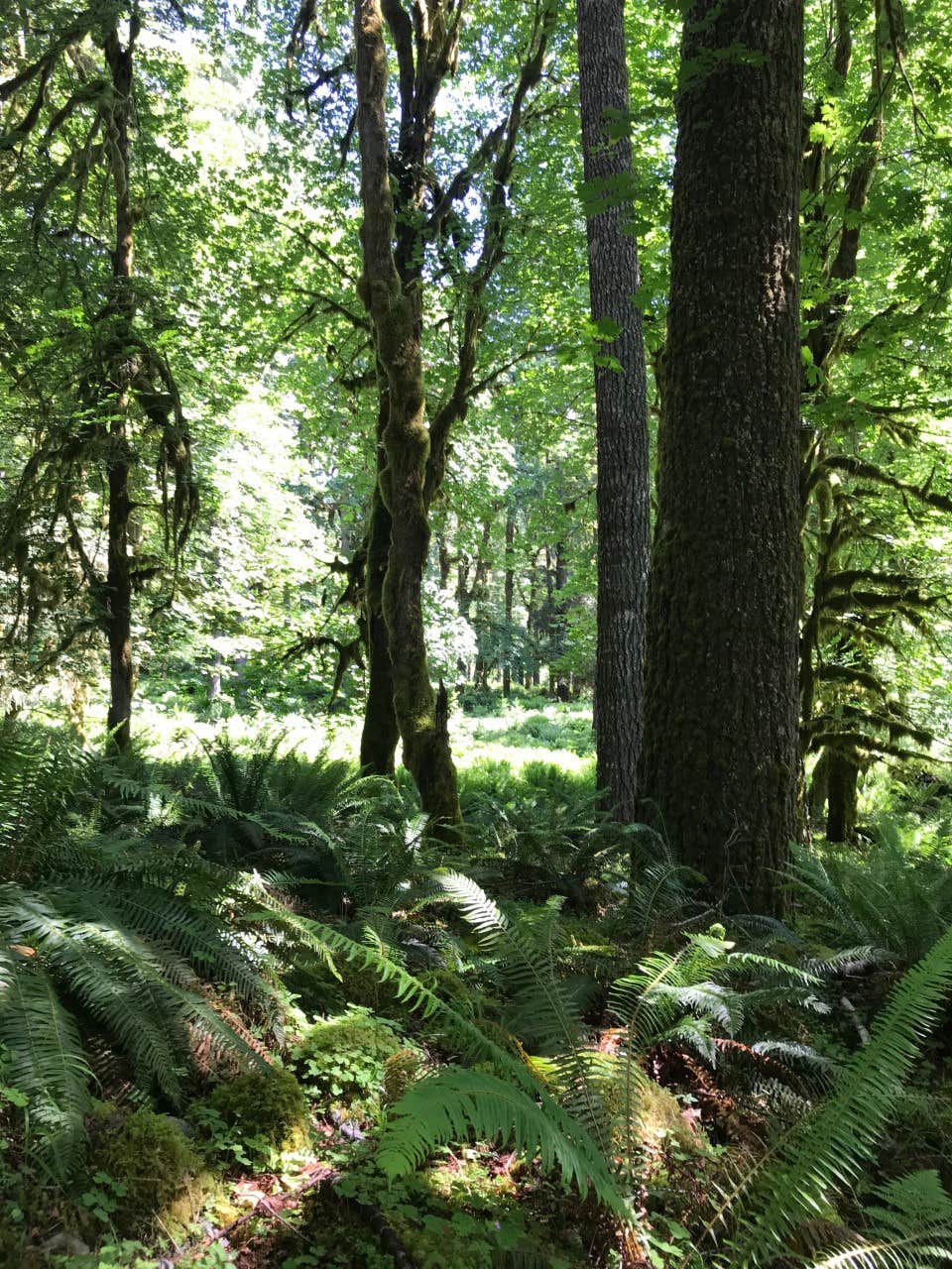 Camper-submitted photo at North Fork Campground — Olympic National Park near Quinault, WA